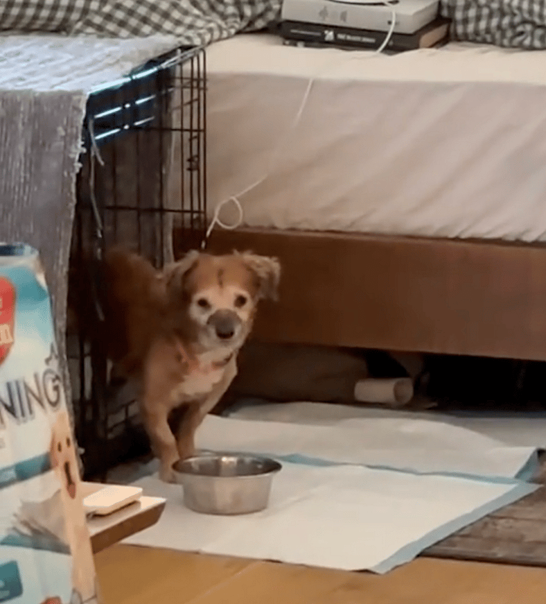 He Was Too Traumatized to Move—Now He’s Healing: Sign the Petition to Help Dogs Like Tiki